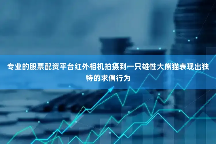 专业的股票配资平台红外相机拍摄到一只雄性大熊猫表现出独特的求偶行为